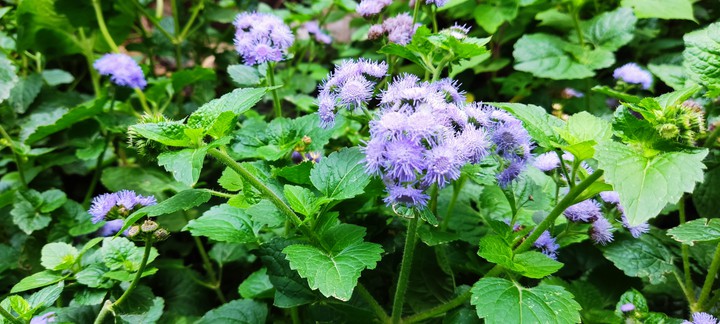 flower