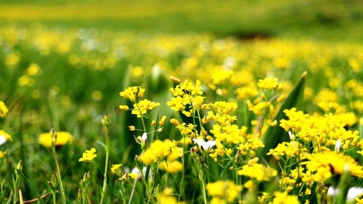 flowers,mountain,yellow