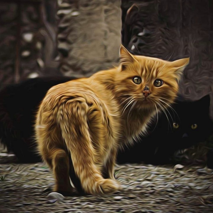 cat