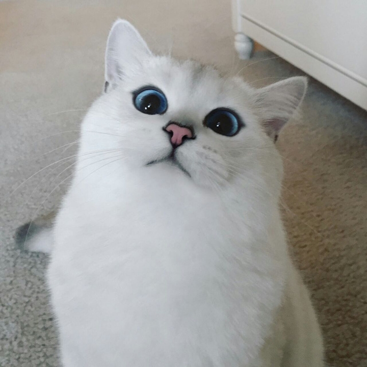 Beautiful cat