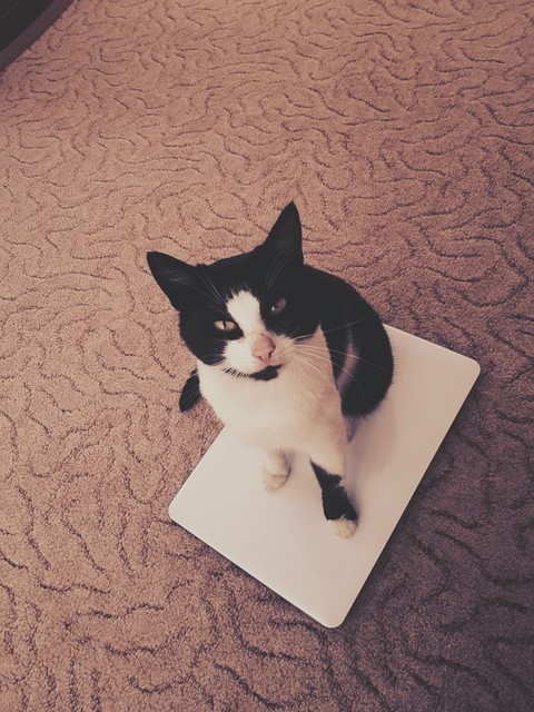 My cat
