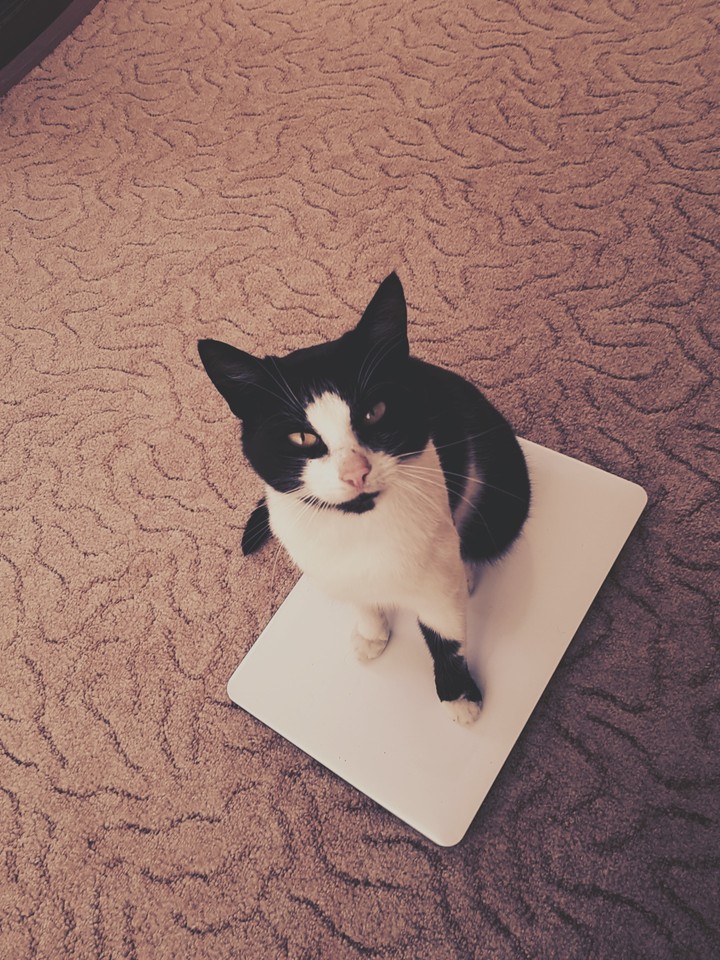 My cat