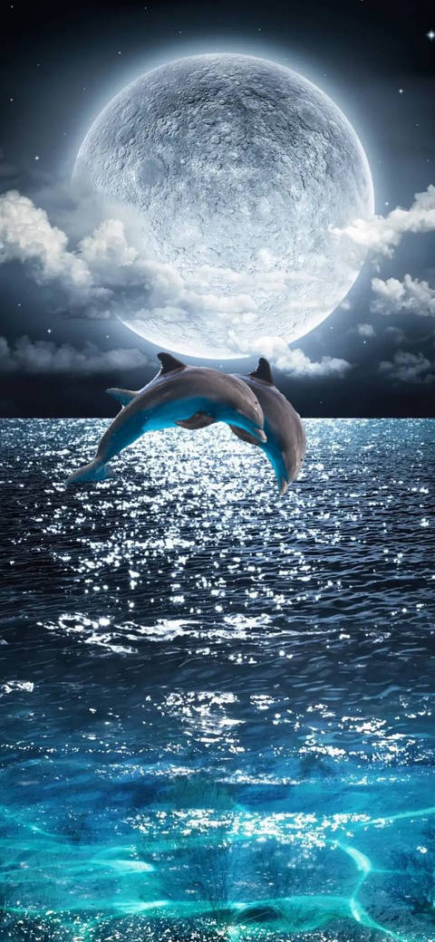 dolphins