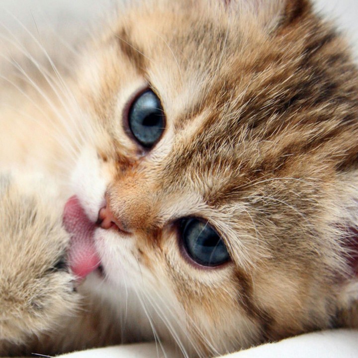 Sweet kitten)