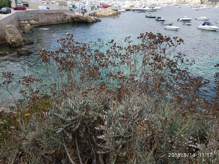Sea colorus