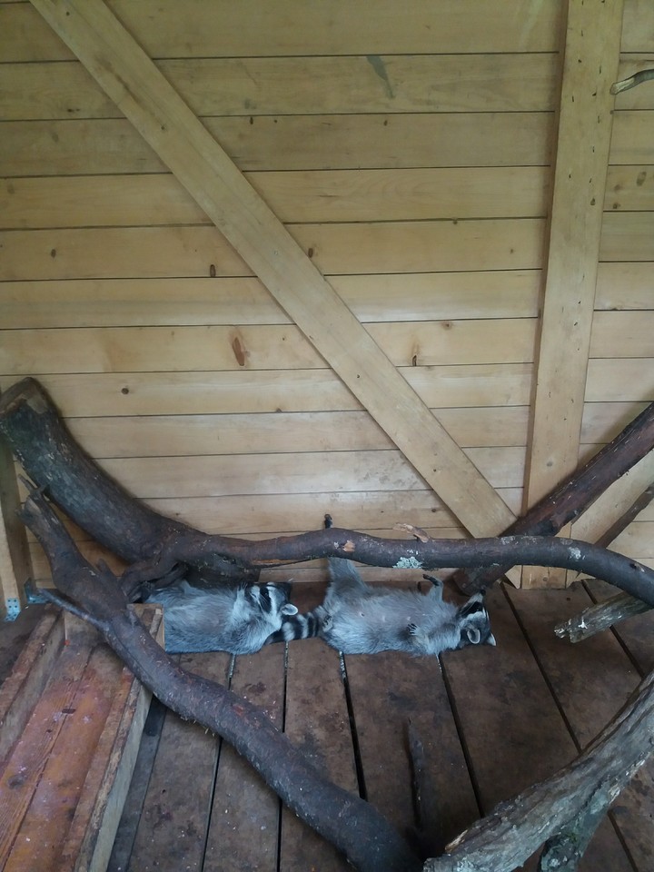 еноты