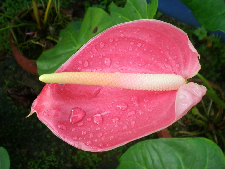 #drops