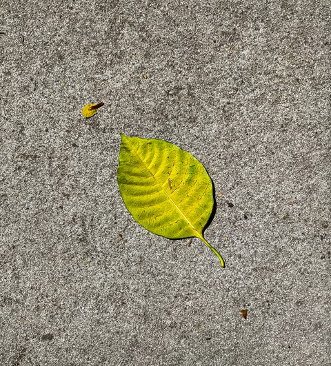 leaf