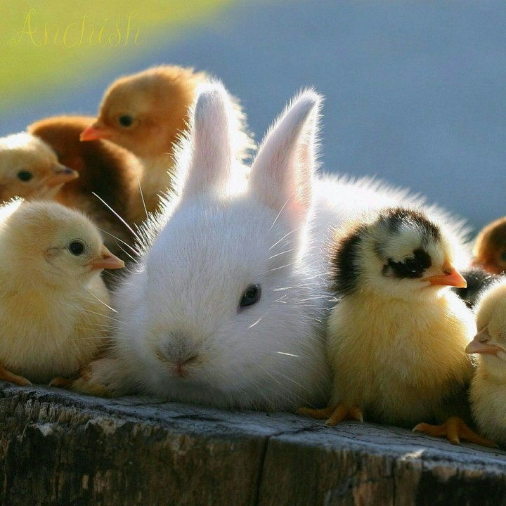 rabbit