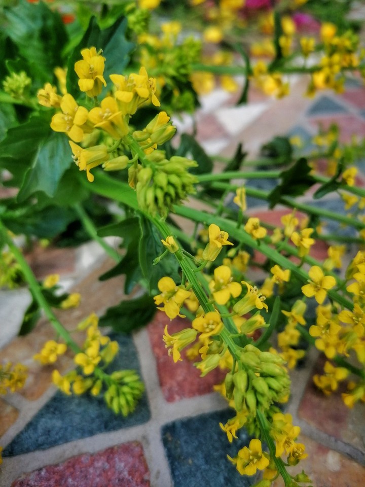 little yellow cuties