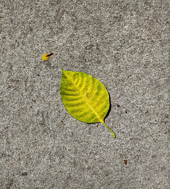 leaf