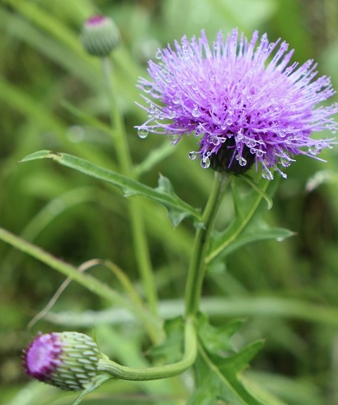 purple, Thistle háttérképek