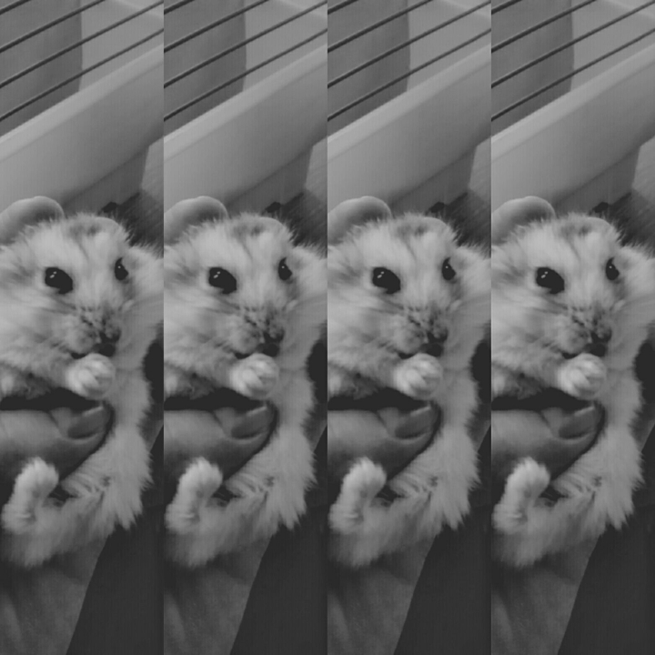 Chomik