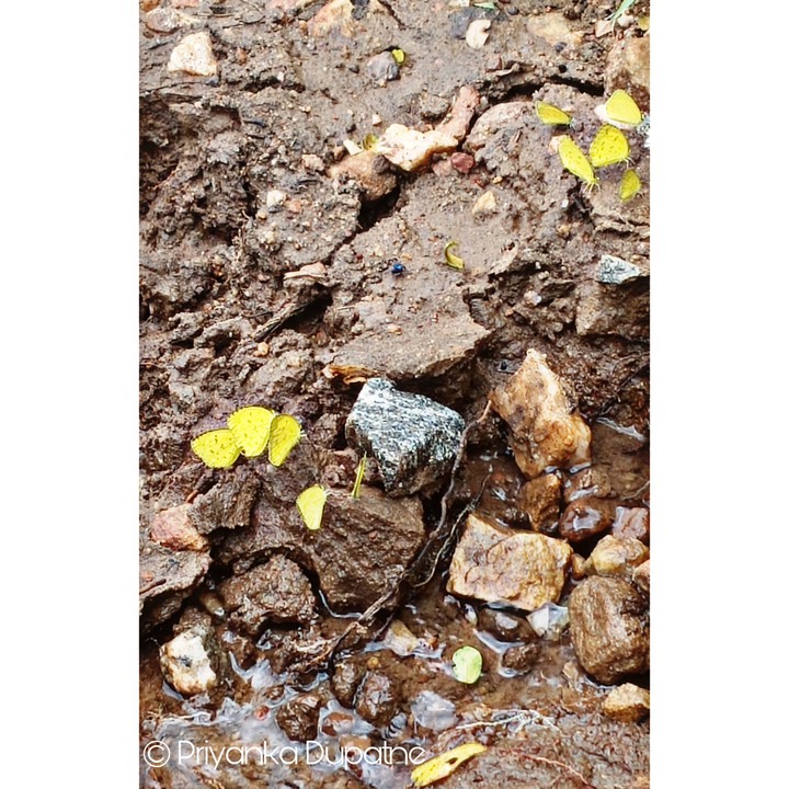 Mud Puddling