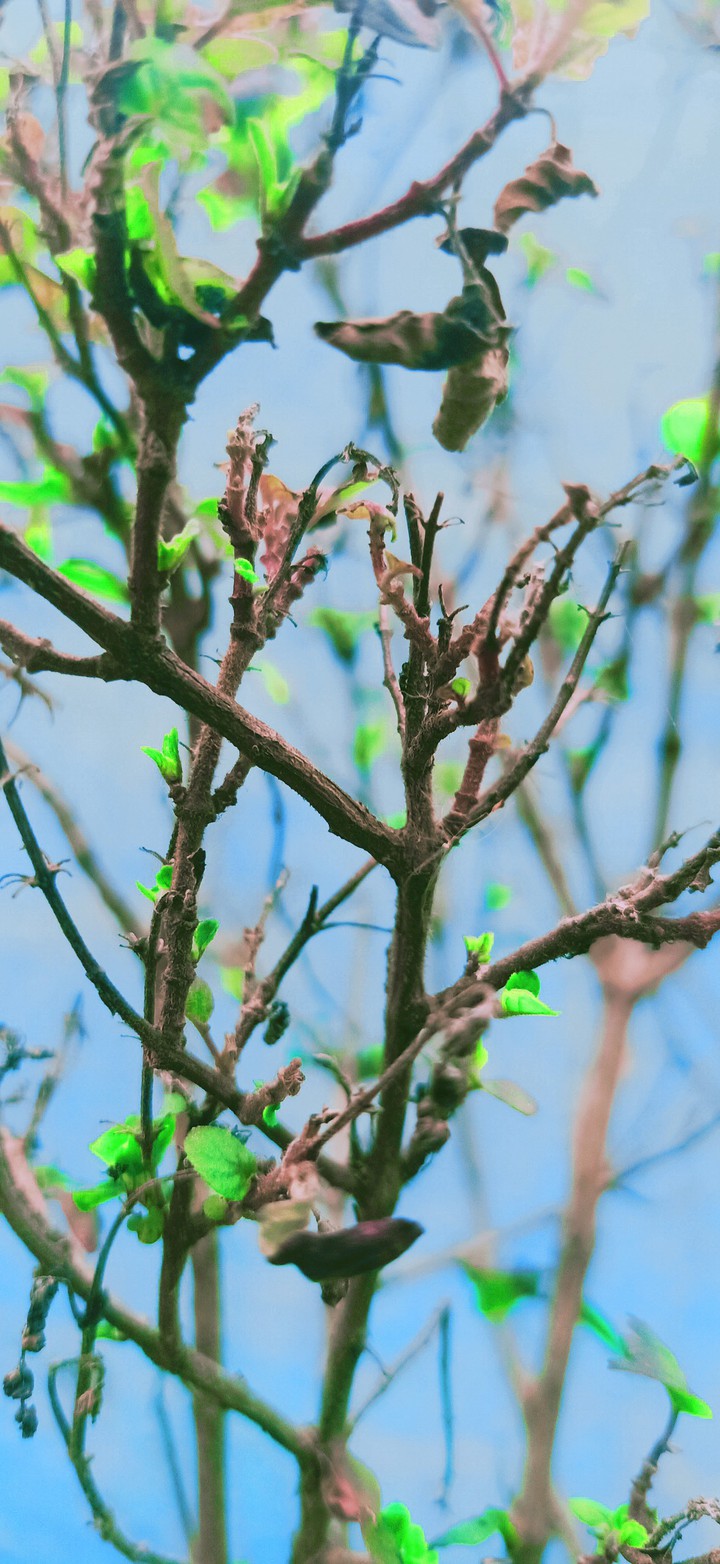 cherry blossom green