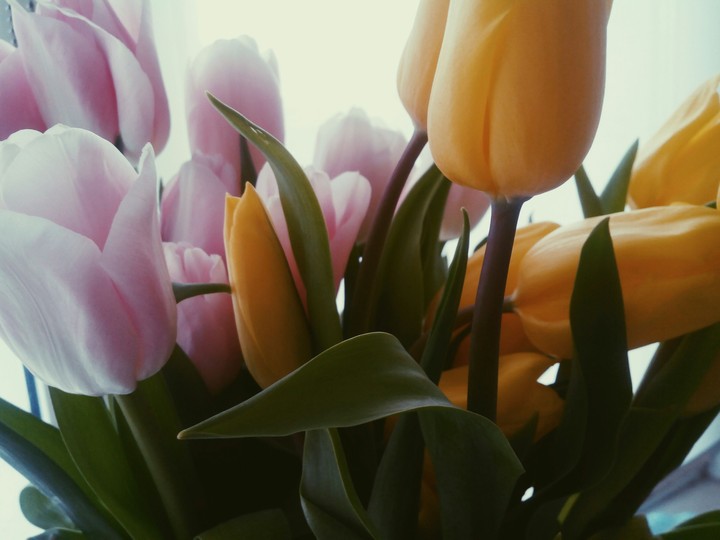flowers