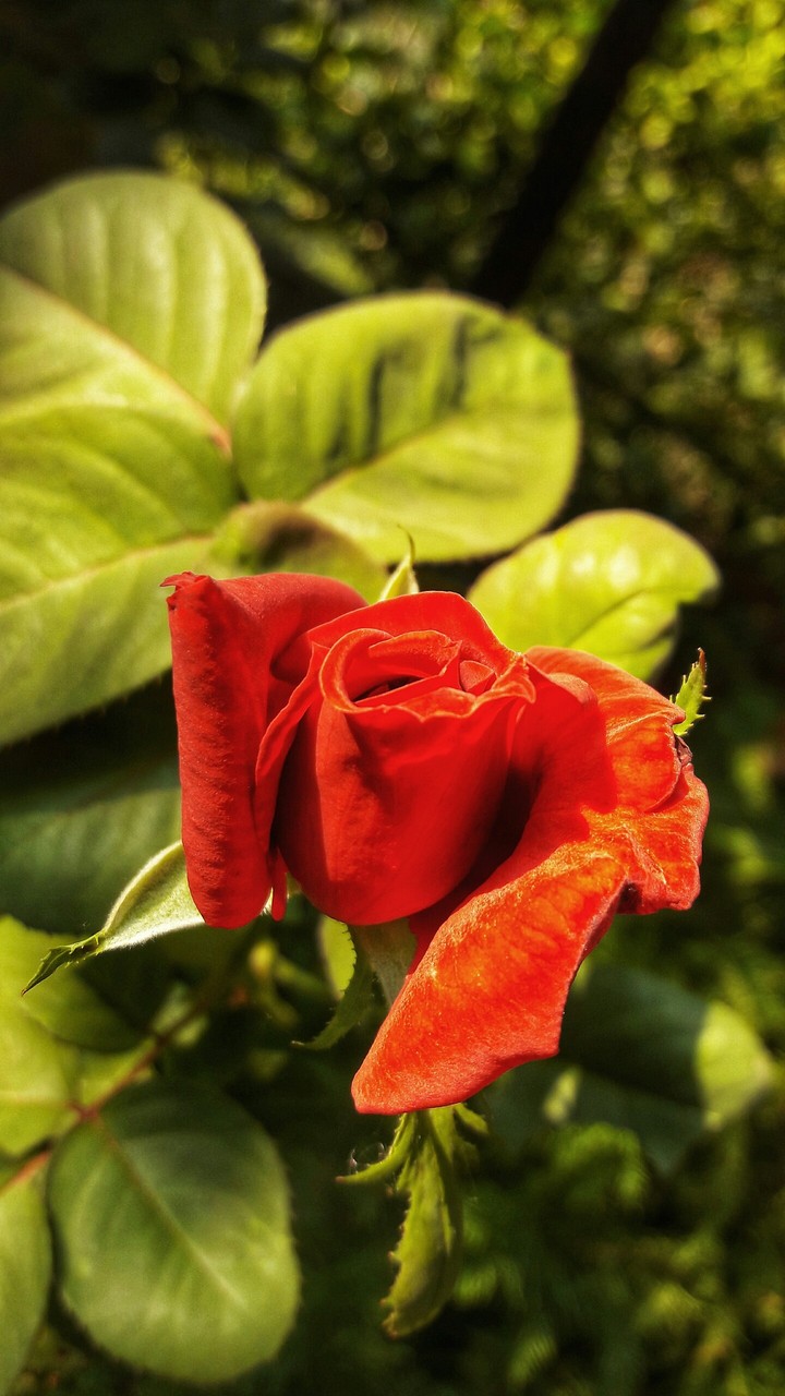 rose