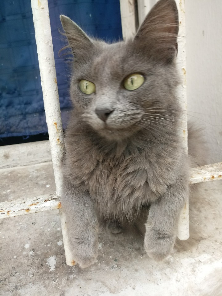 bonita