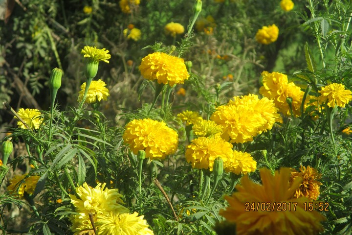 Flower