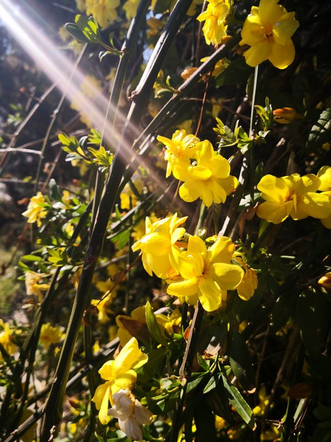 ginestre