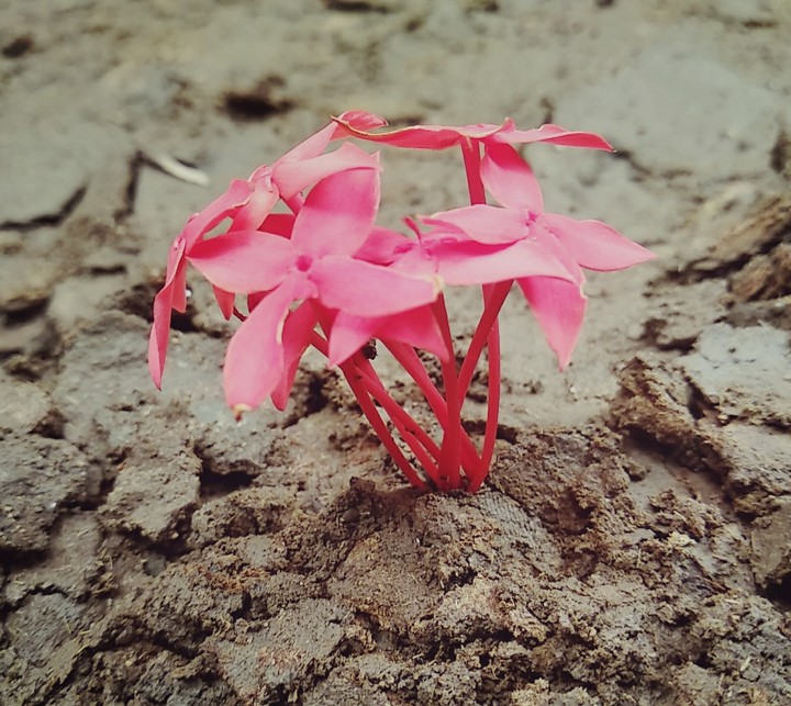 flower petals