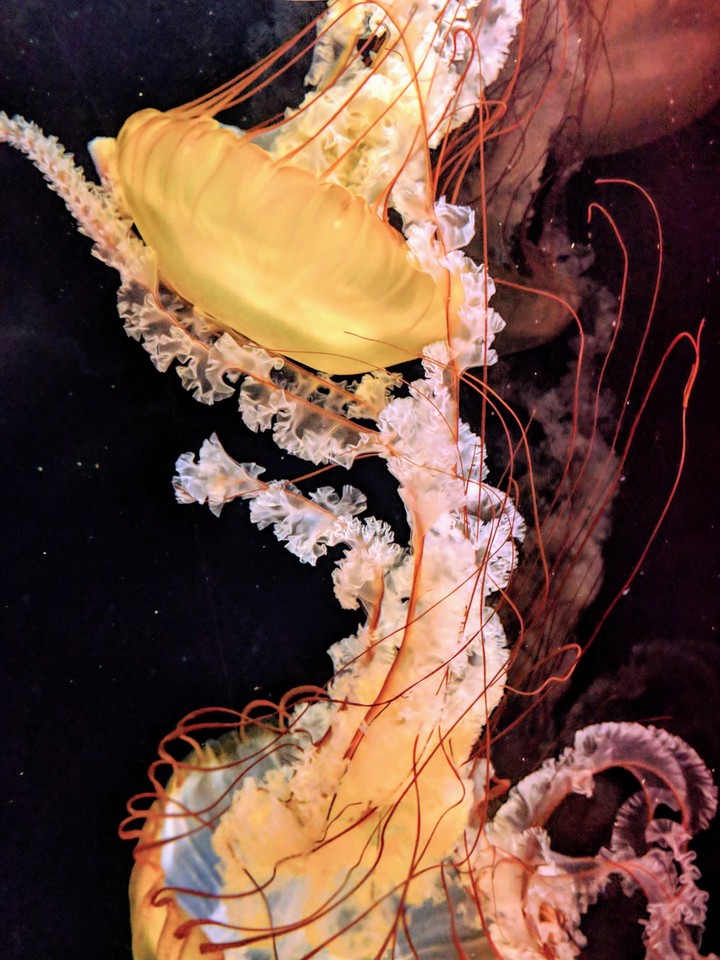 jellyfish