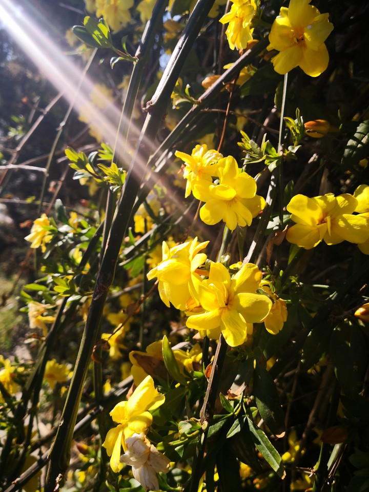 ginestre