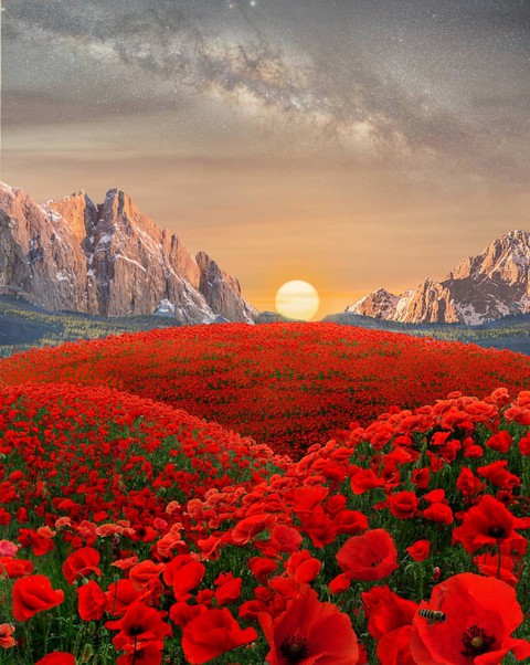 poppies