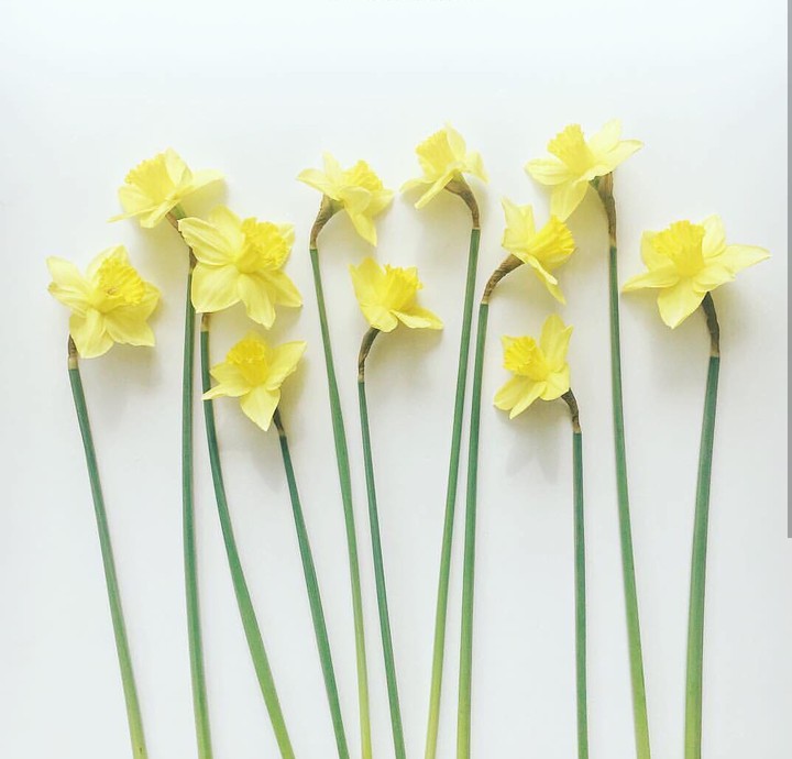 narcis