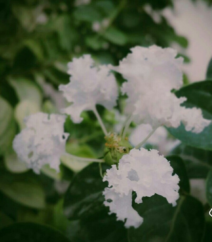 #white #green #flower