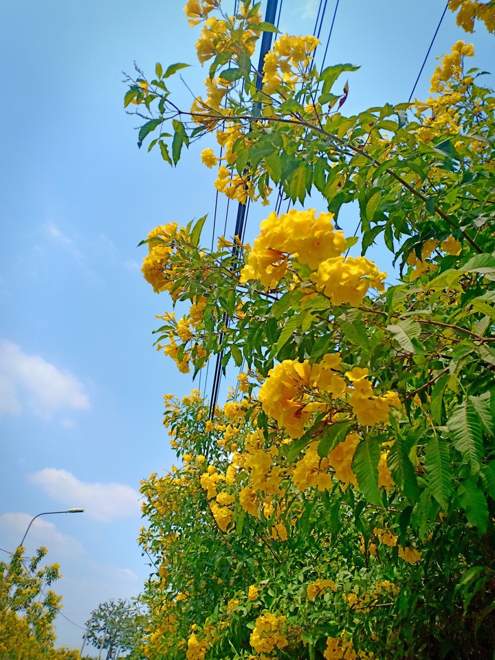 Yellow Flower