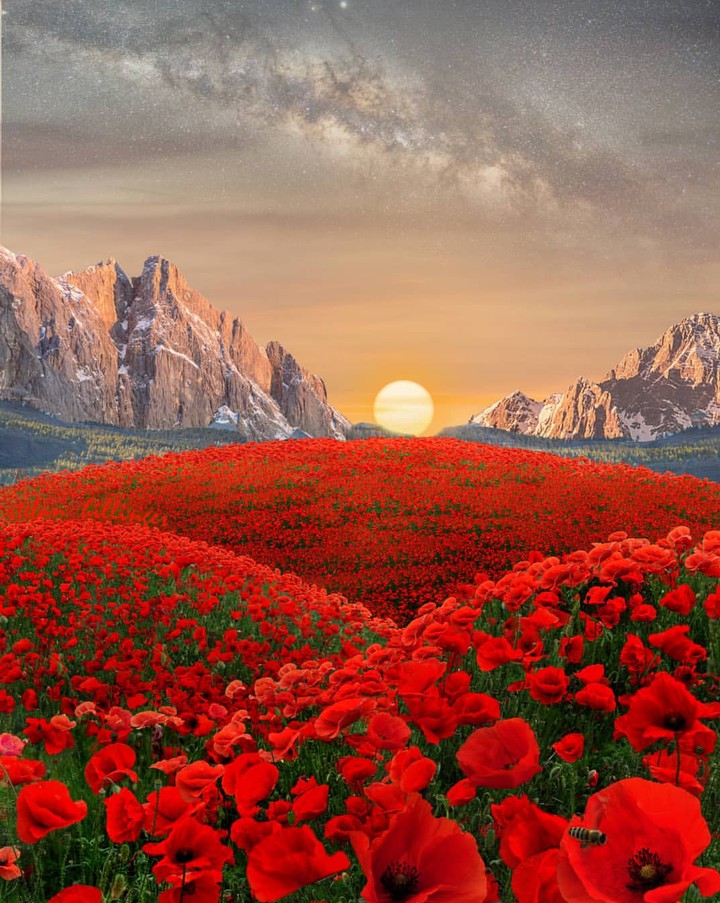 poppies