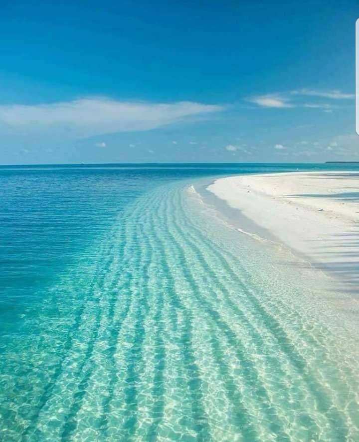 Palomino Island