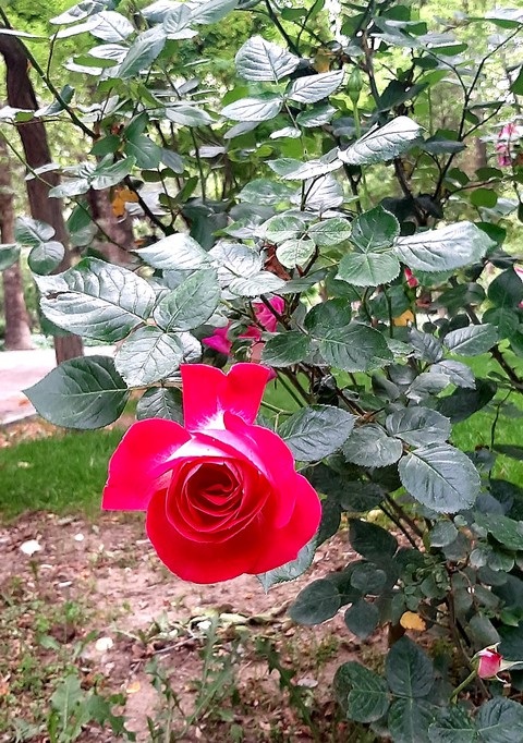 گل سرخ بهاری