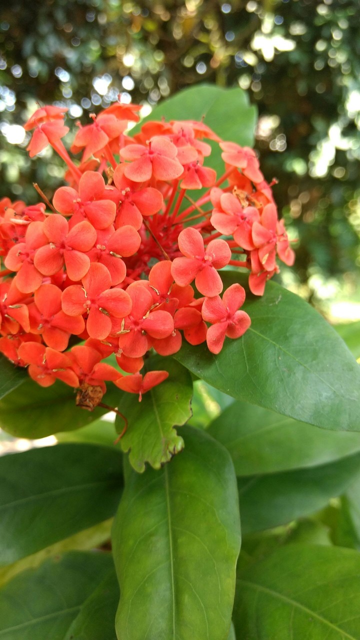 flor vermelha