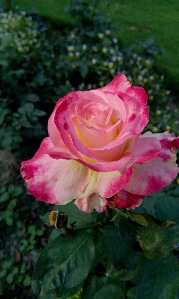 rose