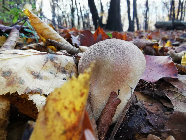 mushroom
