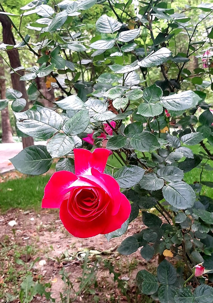 گل سرخ بهاری