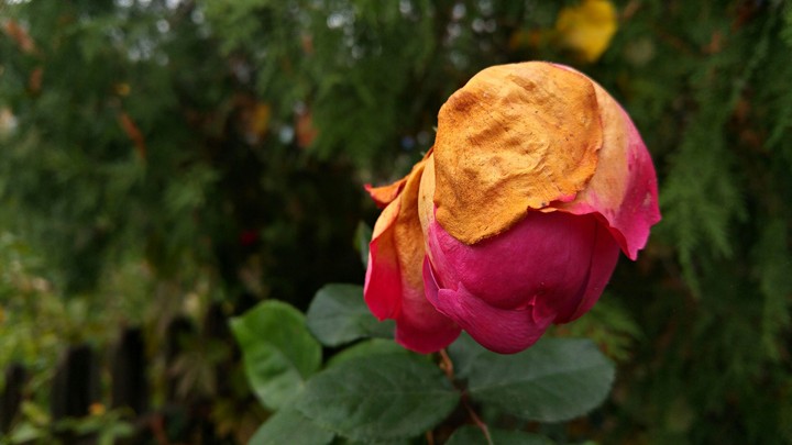 rose