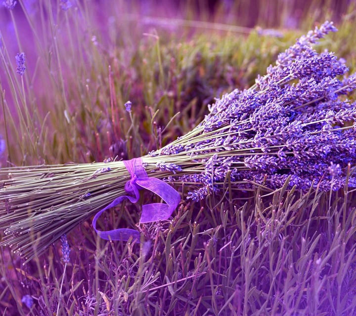 flores moradas(la vanda)