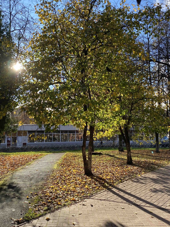 autumn