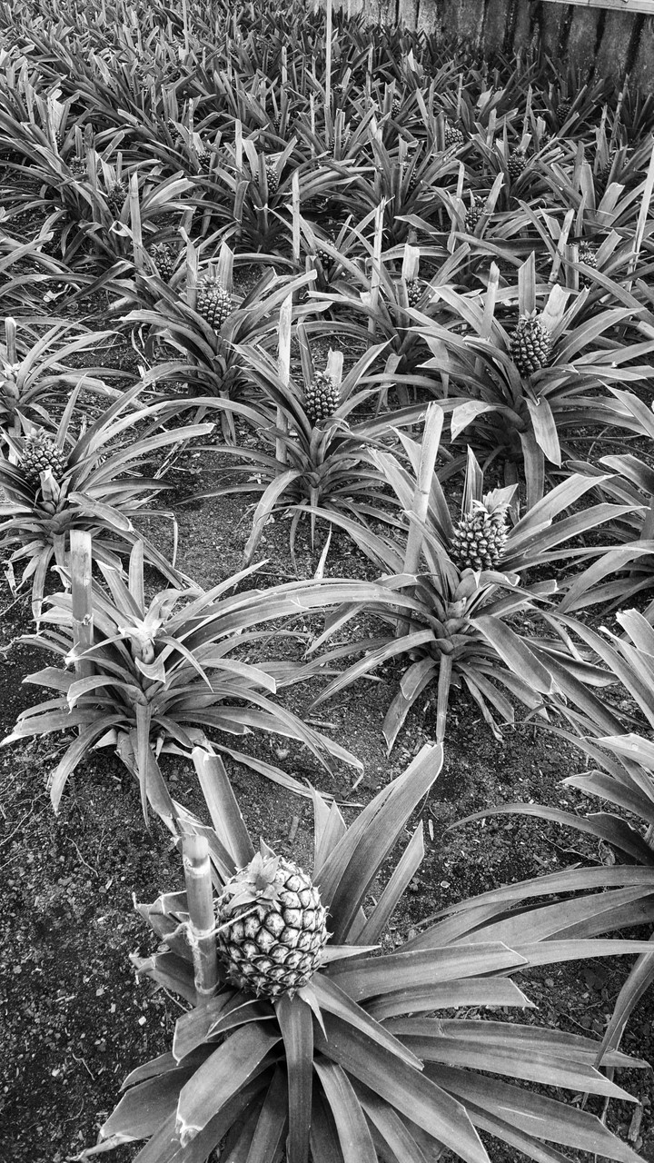 pineapple