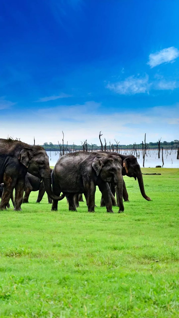 Elephants...