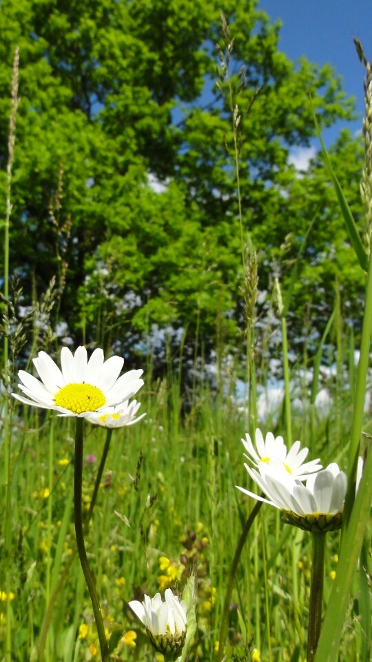 Summer flowers