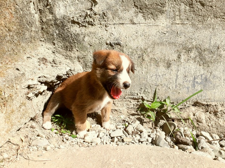 Puppy