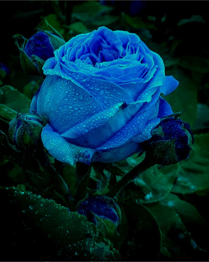 Blue Rose