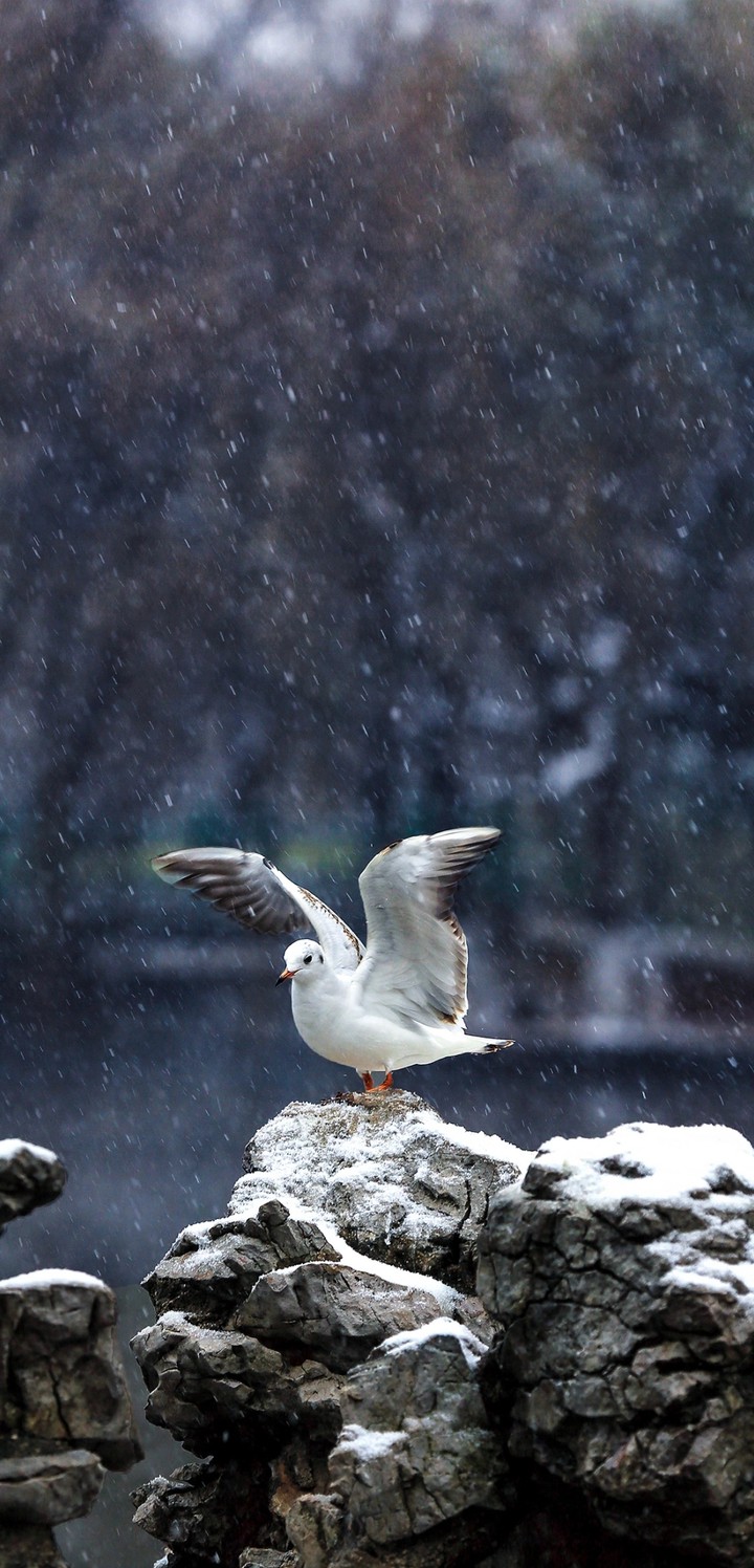 seagull