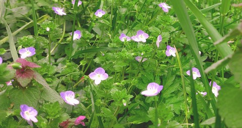 PINK little flowers
