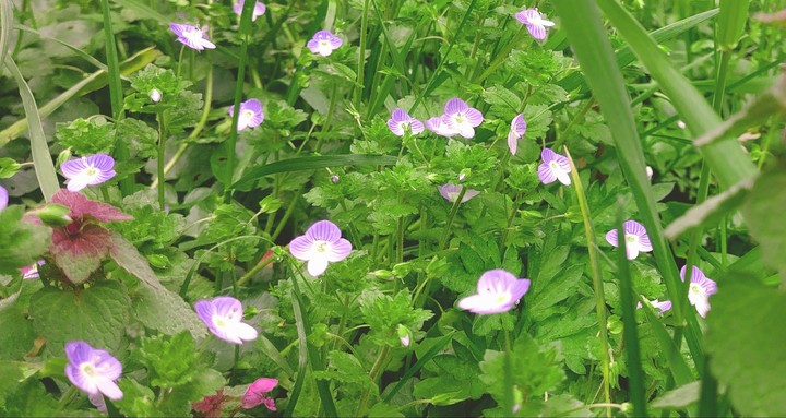 PINK little flowers