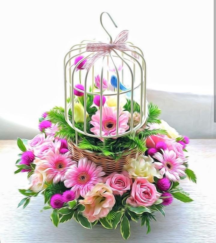 bird cage